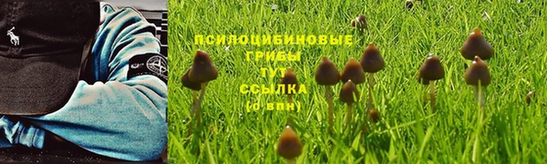 PSILOCYBIN Зерноград